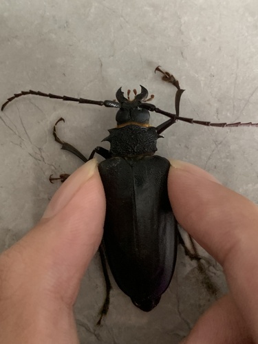 Priotyrannus closteroides