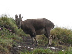 Nilgiritragus hylocrius