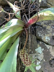 Eucomis montana