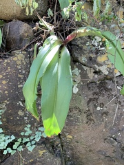 Eucomis montana