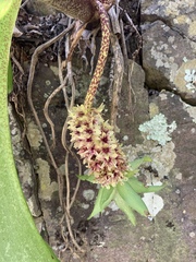 Eucomis montana