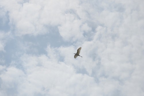 iNaturalist image