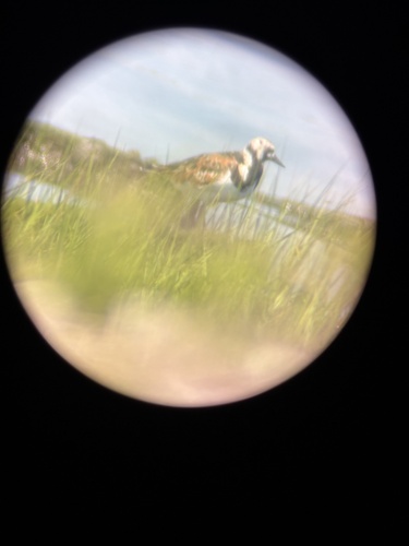 iNaturalist image