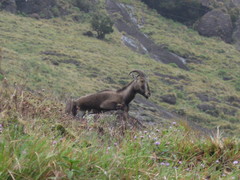 Nilgiritragus hylocrius