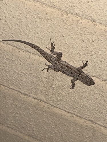 Ornate Tree Lizard