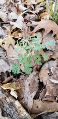 Dicentra cucullaria