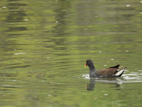iNaturalist image
