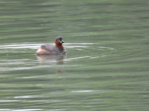 iNaturalist image