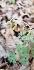 Dicentra cucullaria