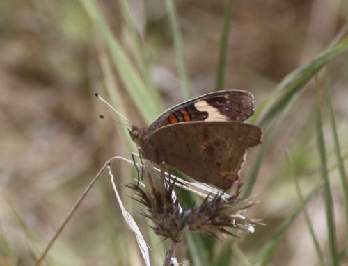 Gray Buckeye