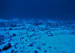 Heteroconger klausewitzi