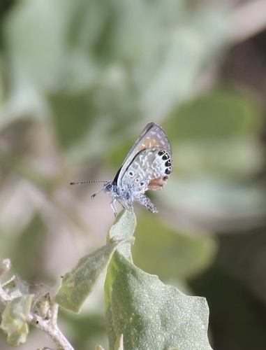 Western Pygmy-Blue