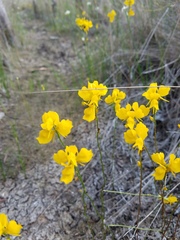 Utricularia cornuta image