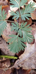 Dicentra cucullaria