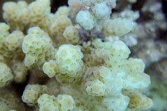 Acropora sarmentosa