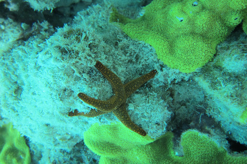 Fromia indica