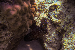 Galaxea fascicularis