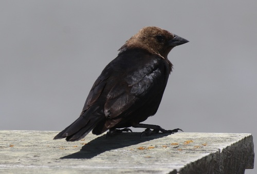 Brown-headed Cowbird