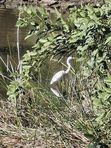 iNaturalist image
