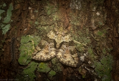 Polyclysta hypogrammata