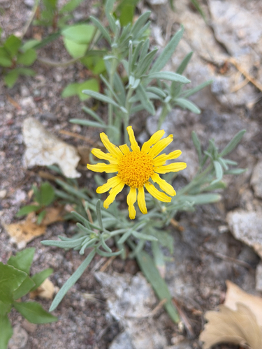 hairyseed bahia