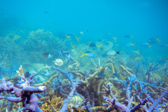 Acanthochromis polyacanthus