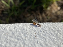 Solenopsis punctaticeps