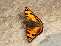 Dilipa fenestra