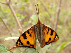 Dilipa fenestra