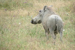 Phacochoerus africanus