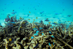 Pterocaesio digramma