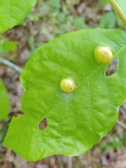 Phylloxera caryaescissa