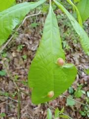 Phylloxera caryaescissa