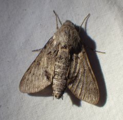 Cautethia grotei