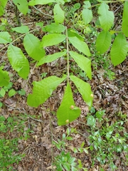 Phylloxera caryaescissa