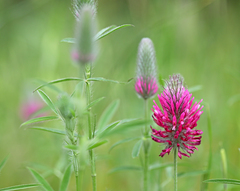 Trifolium purpureum