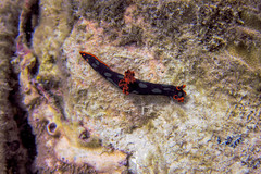Nembrotha kubaryana