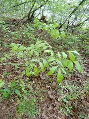Phylloxera caryaescissa