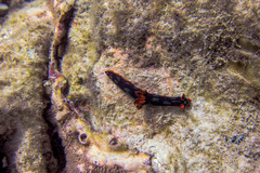 Nembrotha kubaryana
