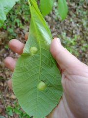 Phylloxera caryaescissa