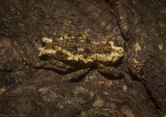 Poropterus angustatus