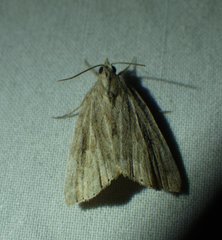 Cutina albopunctella