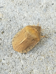 Eurygaster austriaca