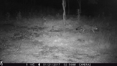 Lycalopex gymnocercus