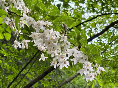 Japanese snowbell