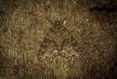 Polyclysta hypogrammata