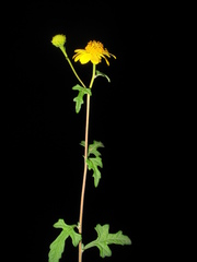 Sidneya pinnatilobata