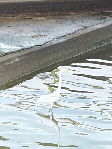 iNaturalist: (c) zouyi, some rights reserved (CC BY-NC), uploaded by zouyi iNaturalist image