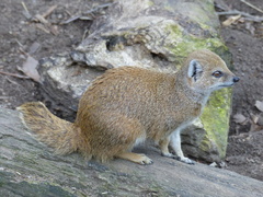Yellow Mongoose photo 3