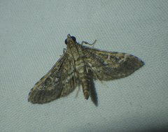 Crocidocnemis pellucidalis